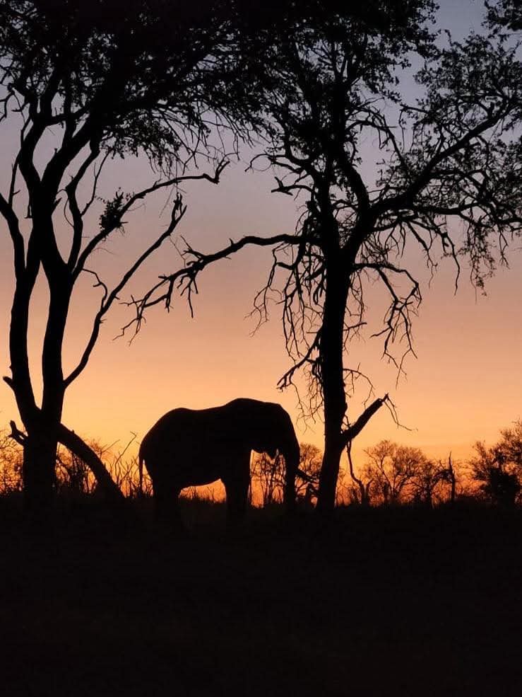 Family Safari in Kenya