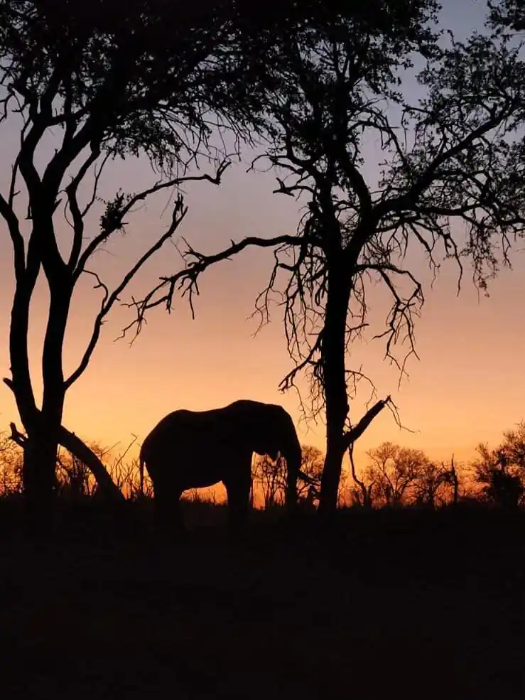 Family Safari in Kenya