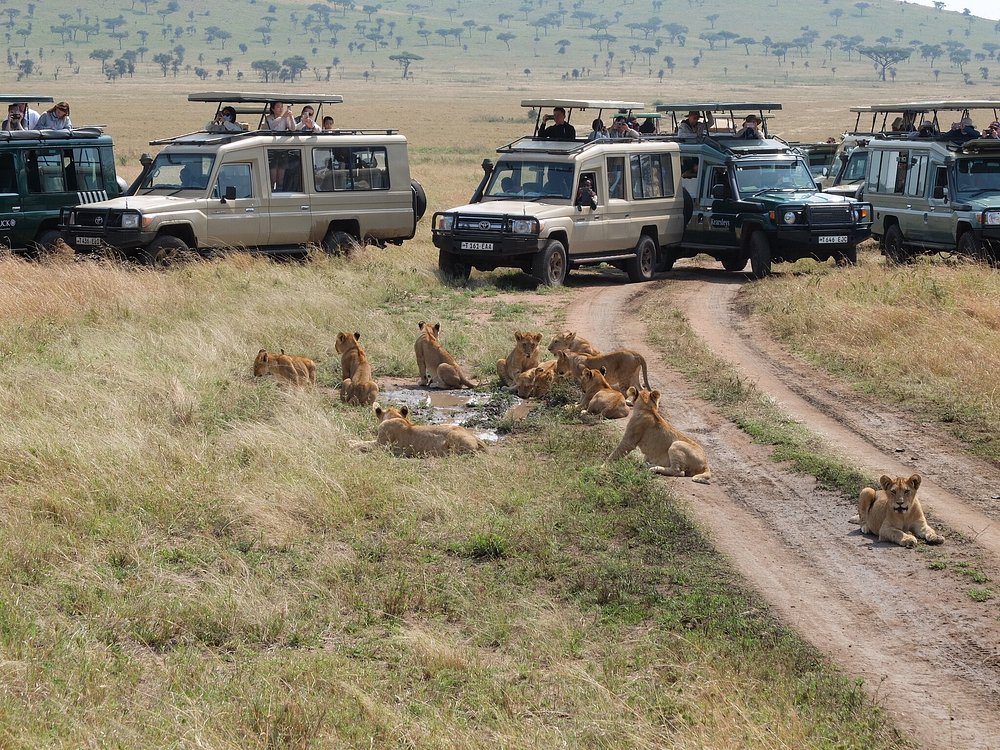 Tanzania safaris