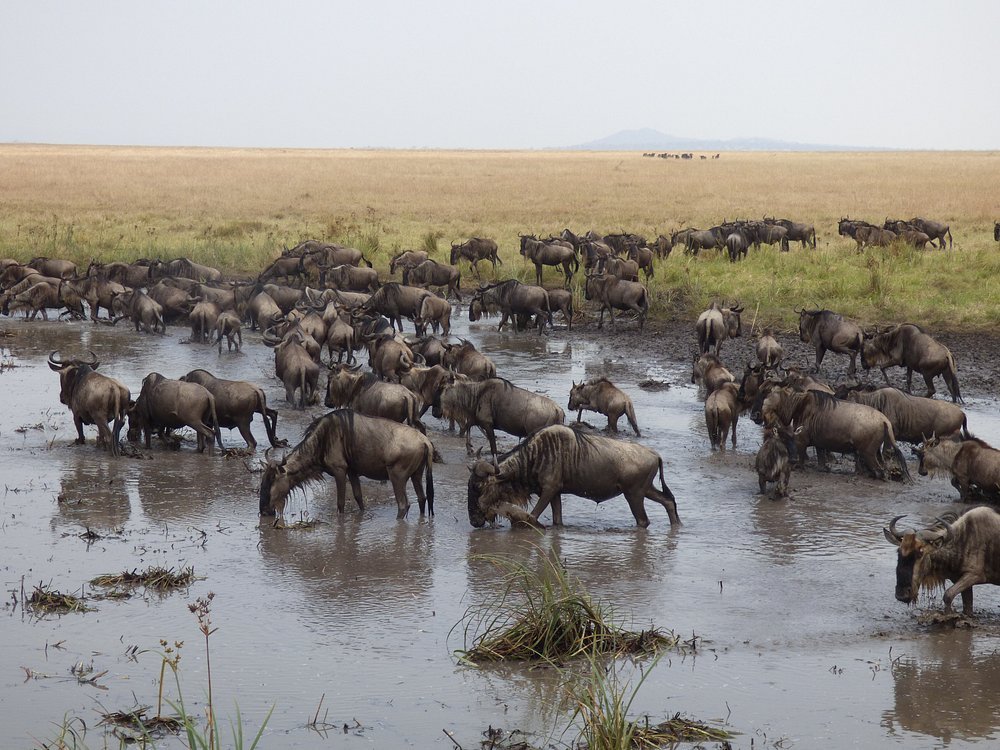 Tanzania safaris