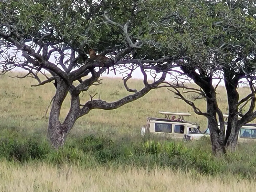 Tanzania safari packages