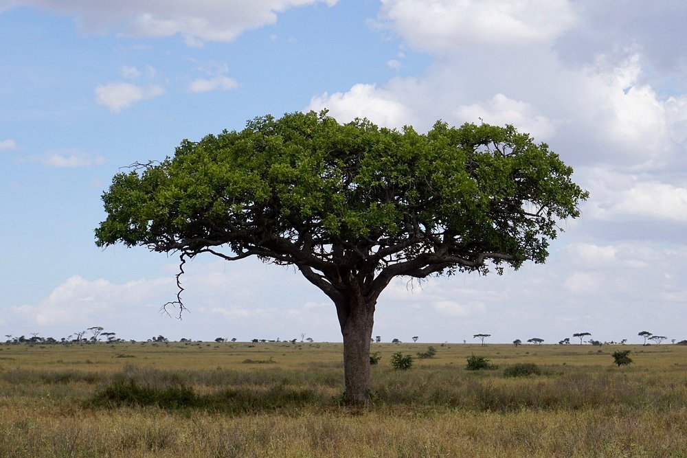 Kenya safari packages