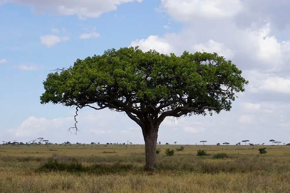 Kenya safari packages