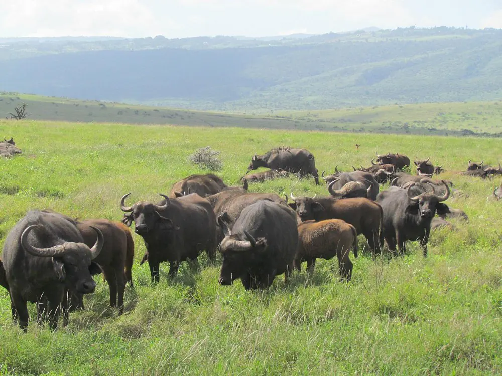 Kenya flight safaris