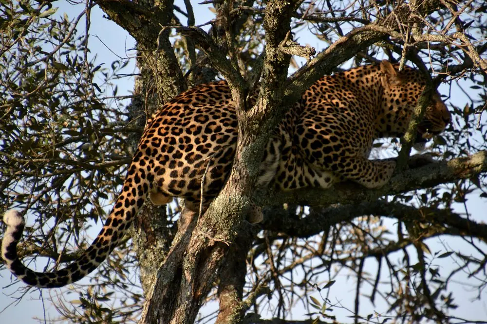 Multi-Day Safari Tours in Kenya