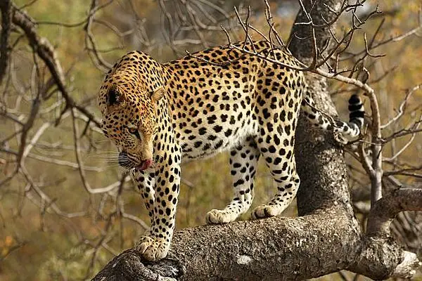 Tanzania Safari