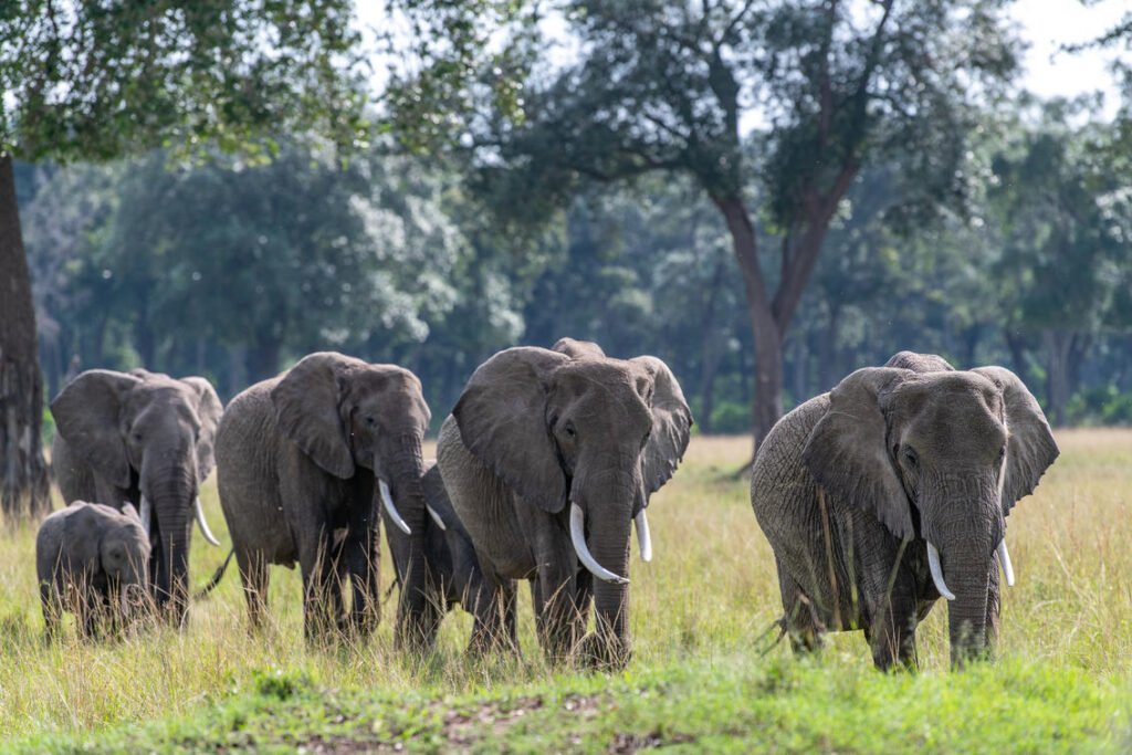 Tanzania safaris