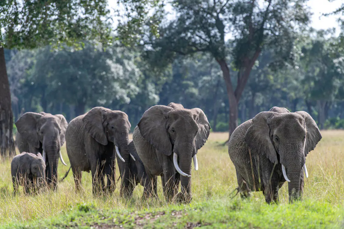 Tanzania safaris
