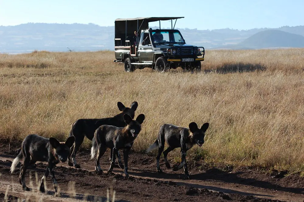 3-Day Lewa Fly-In Safari from Nairobi