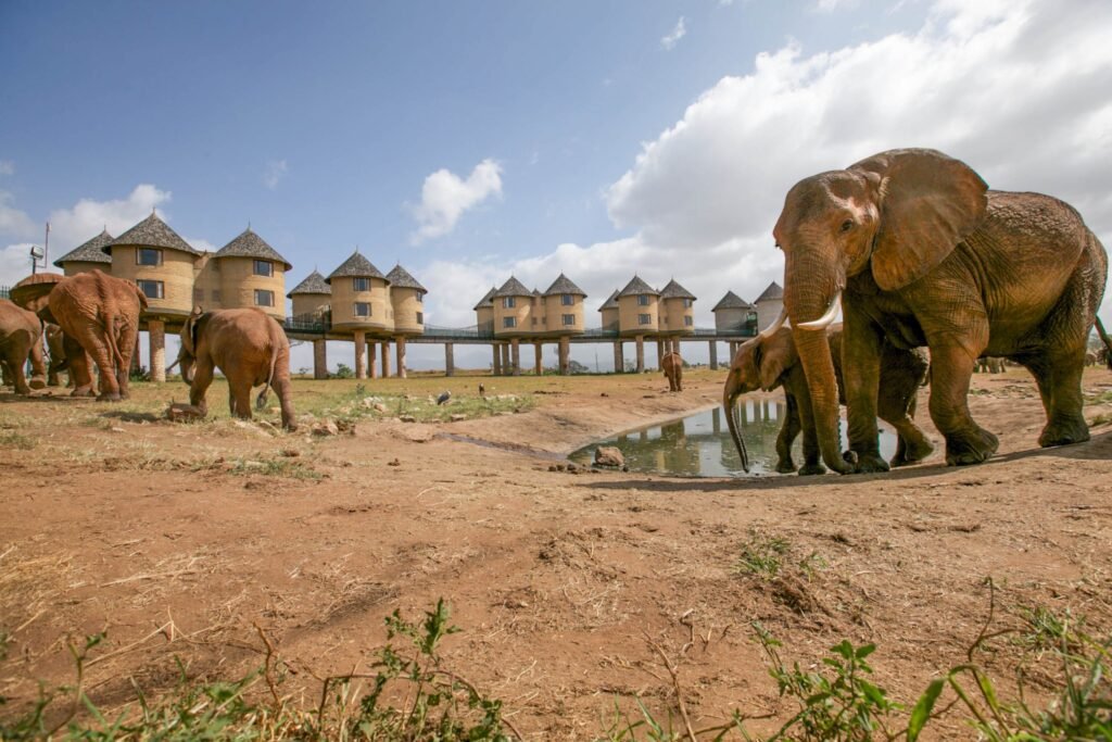 Tsavo East and Tsavo West safari