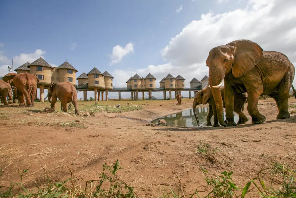 Tsavo East and Tsavo West safari