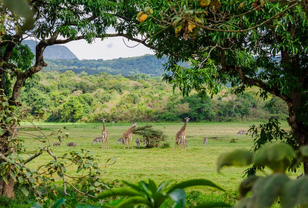Tanzania Safaris