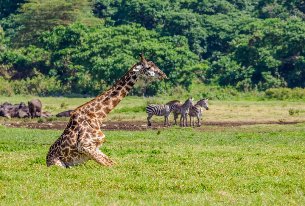 Tanzania Safaris