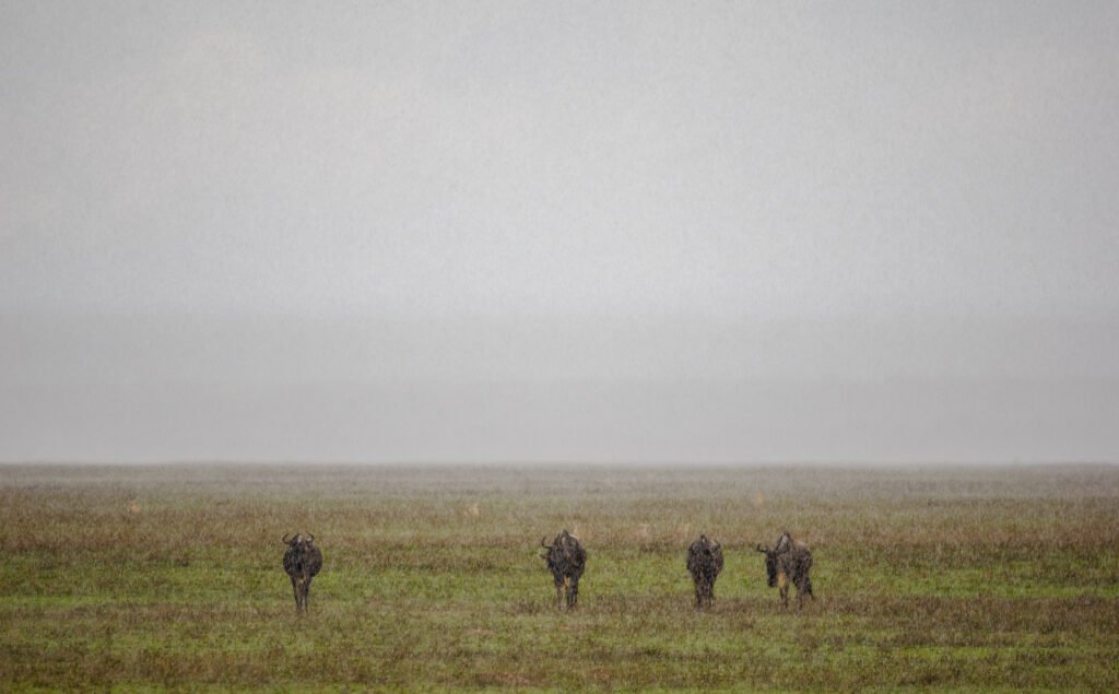 Tanzania Safaris