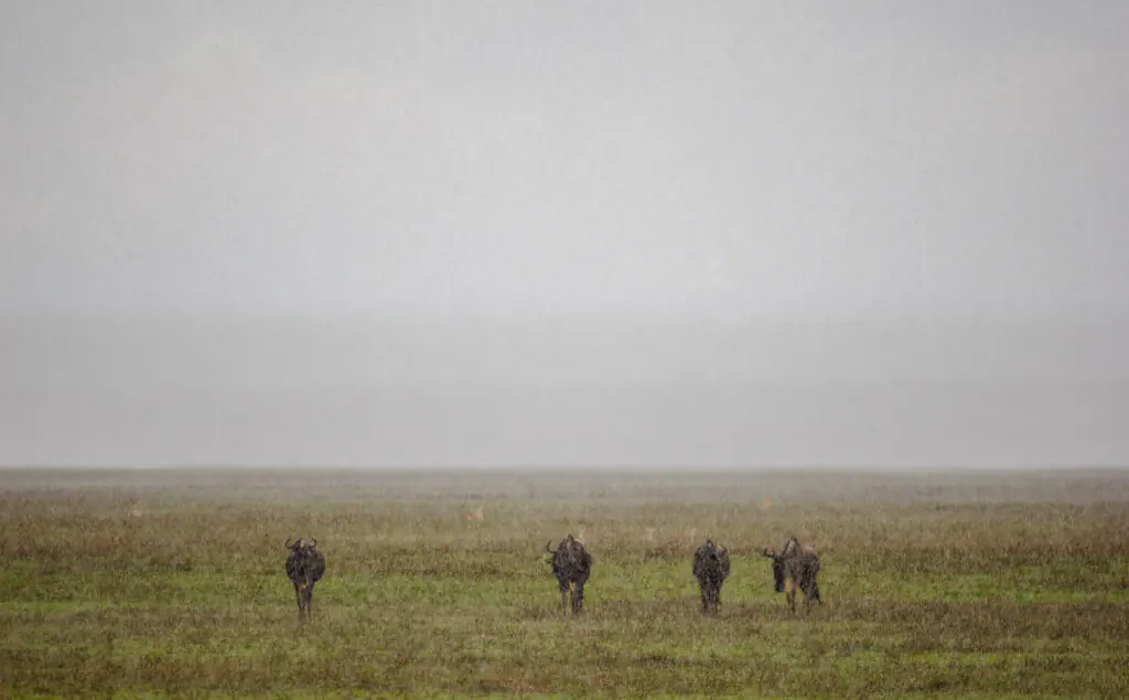 Tanzania Safaris
