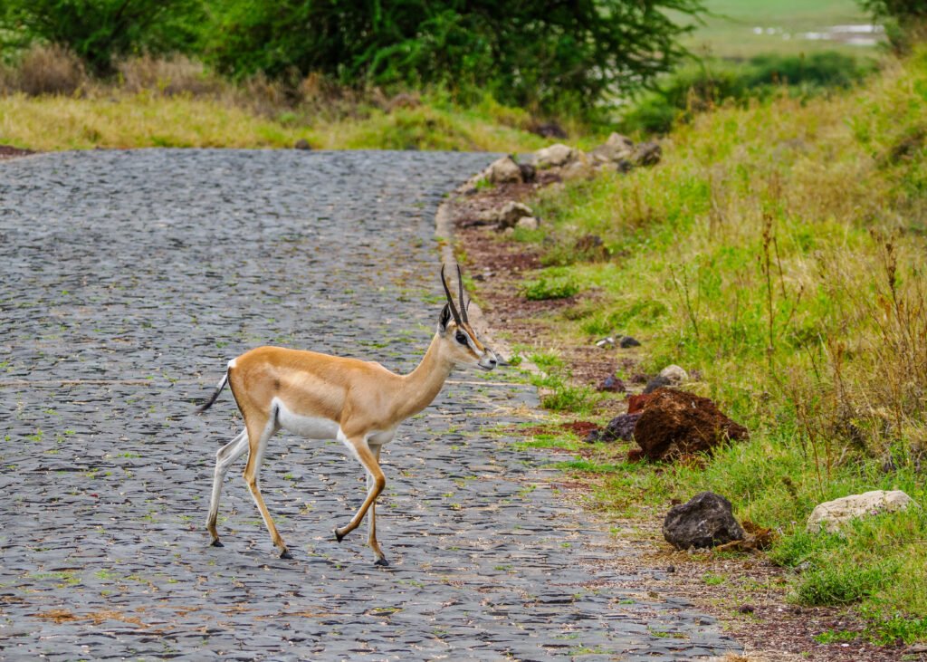 Annest Kenya Safaris