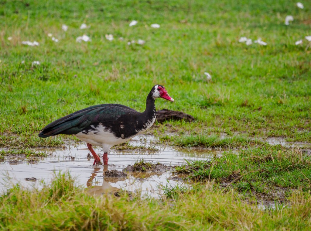 Birdwatching safari with Annest kenya safaris