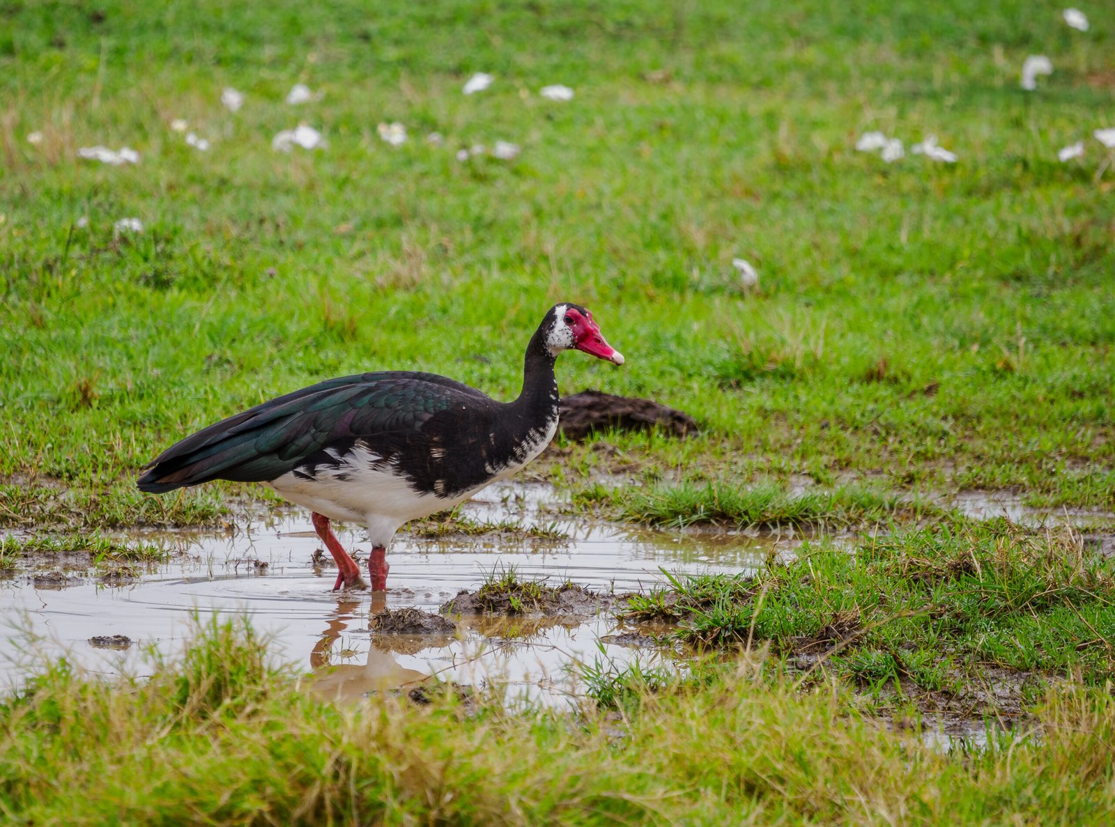 Birdwatching safari with Annest kenya safaris