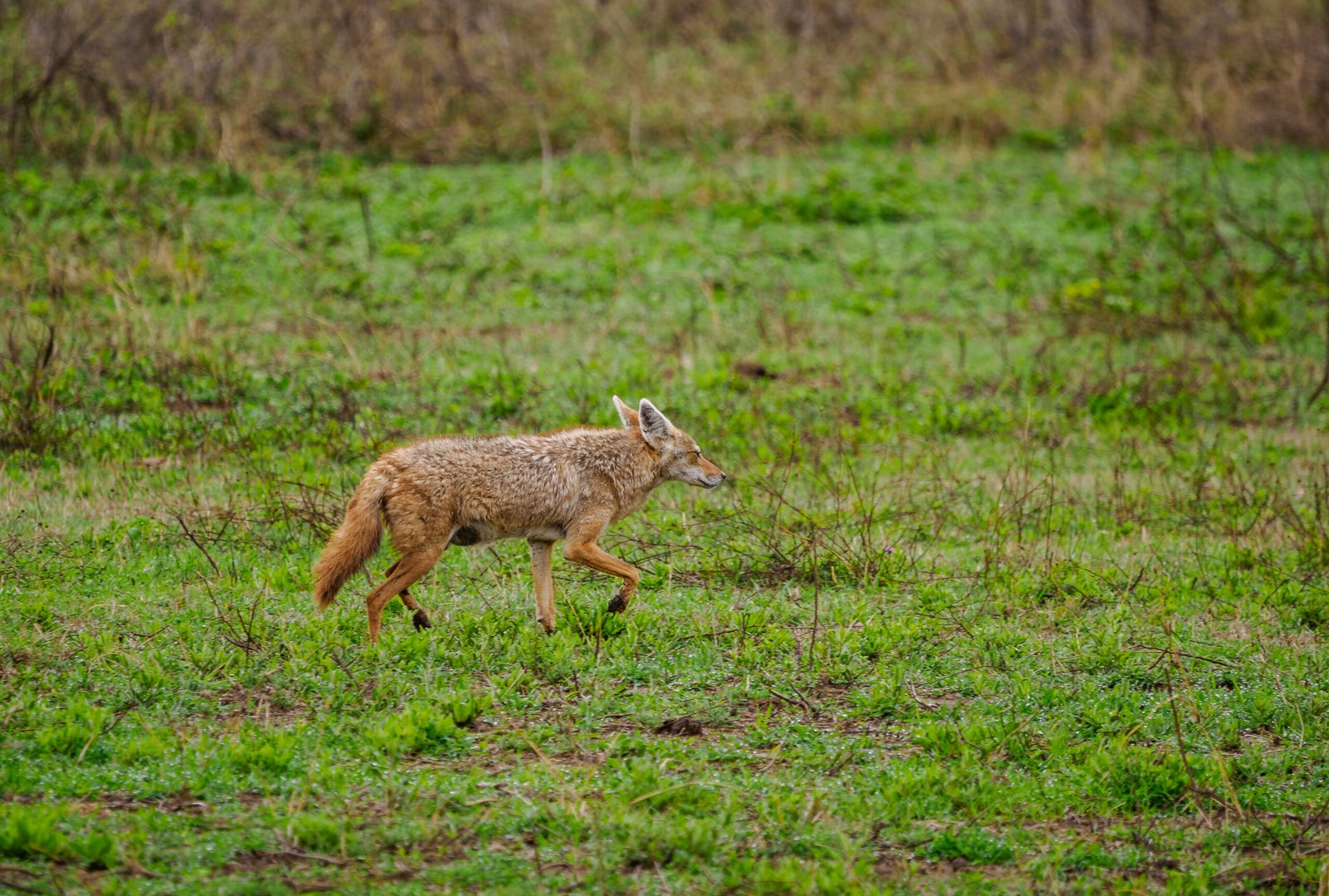 Masai Mara National Reserve