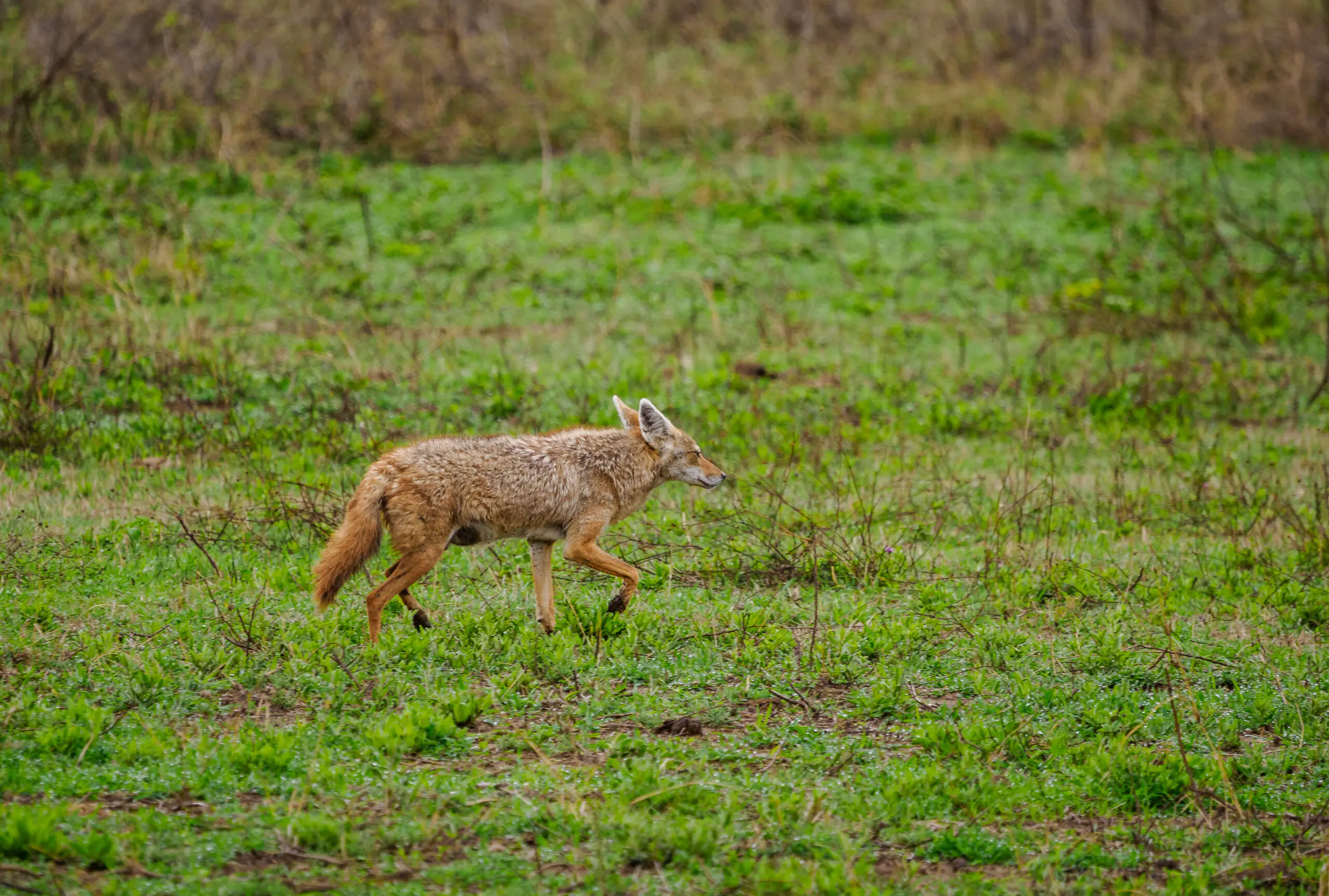 Masai Mara National Reserve