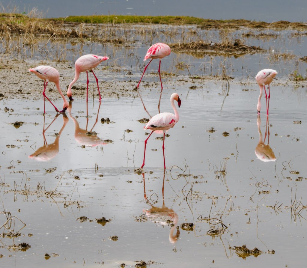 Tanzania Safaris