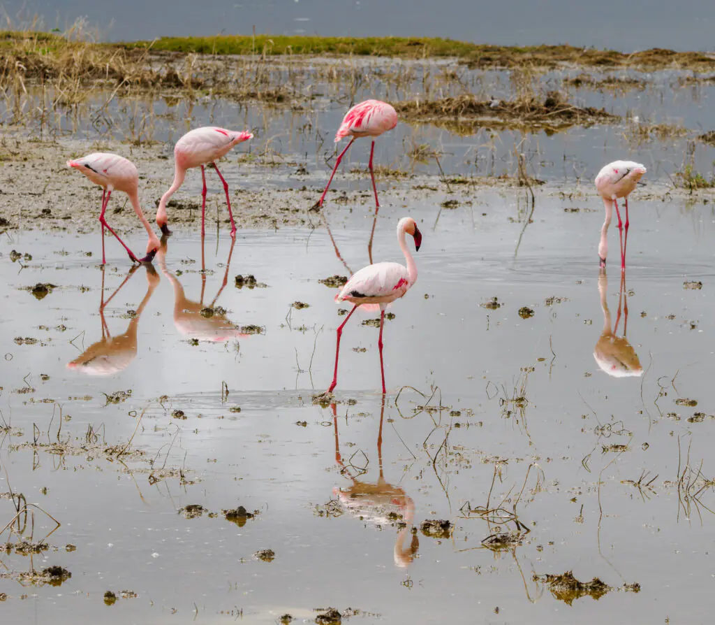 Tanzania Safaris