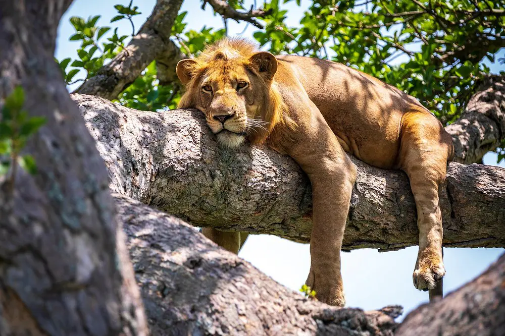 Lake Manyara National Park Safari