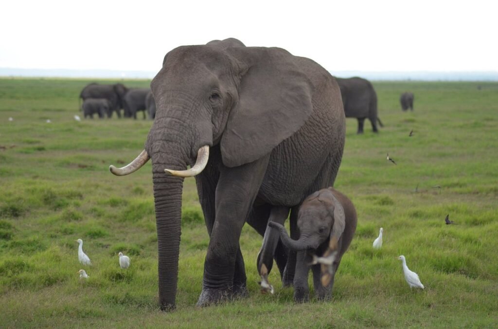 Kenya safaris from Nairobi
