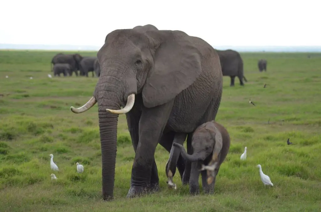 Kenya safaris from Nairobi