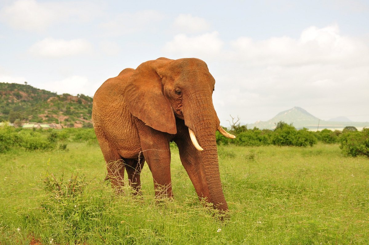 Kenya safaris from Nairobi