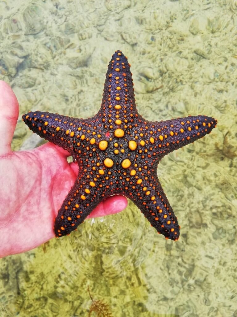 Tamarind Dhow Dinner Cruise Mombasa