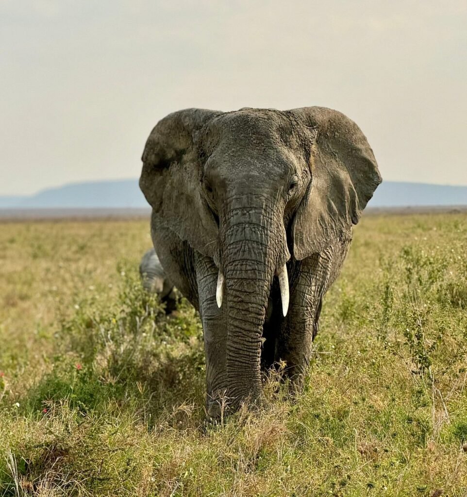 7 Days Kenya Safari Today