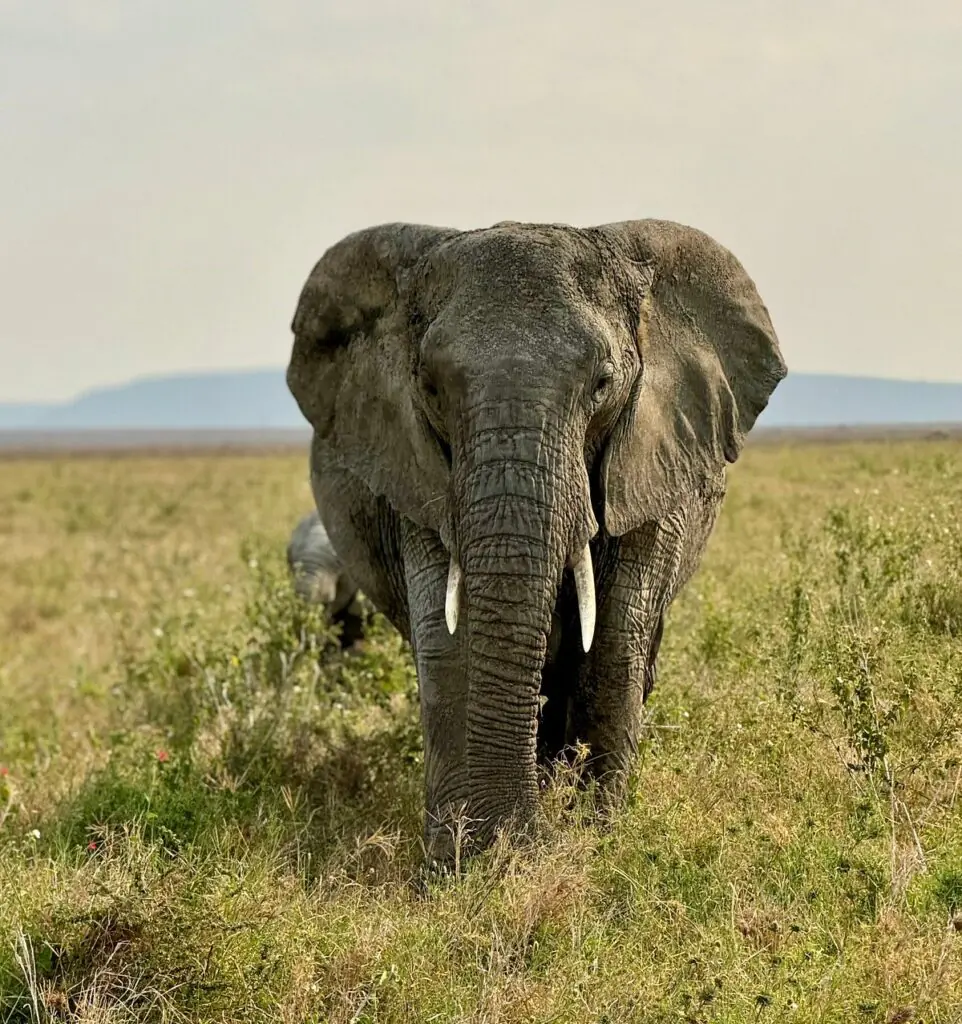7 Days Kenya Safari Today