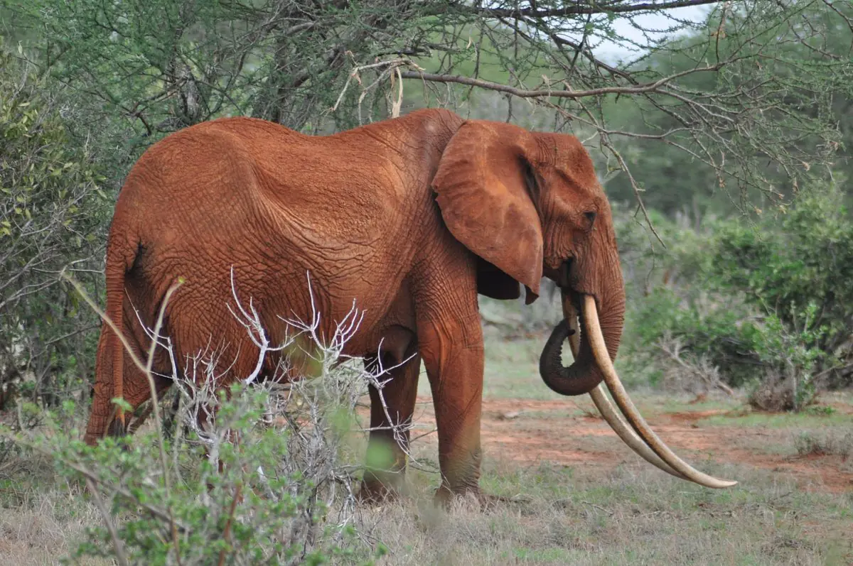 Tsavo East and Tsavo West safari