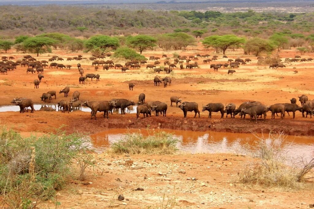 Tsavo East and Tsavo West safari