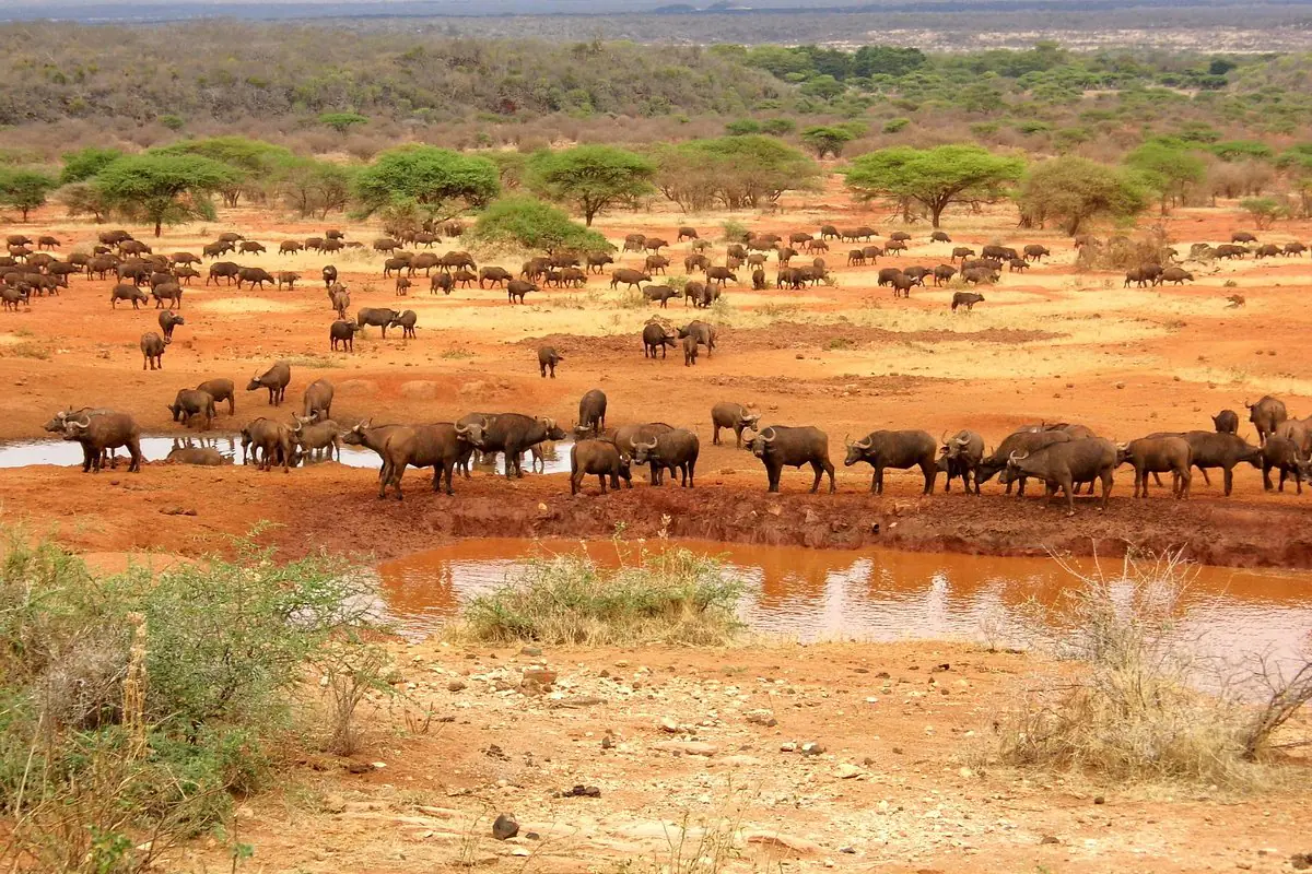 Tsavo East and Tsavo West safari