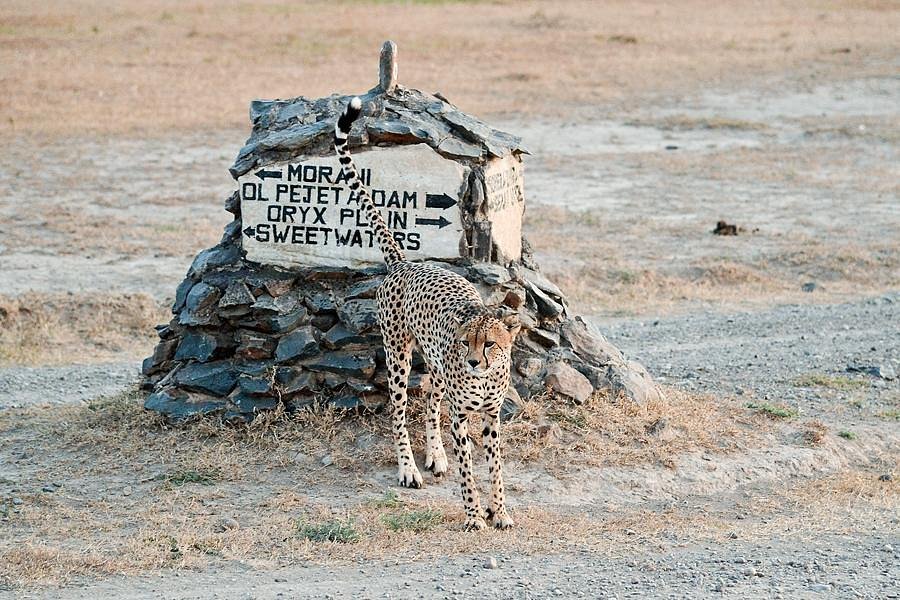 Kenya safaris from Nairobi
