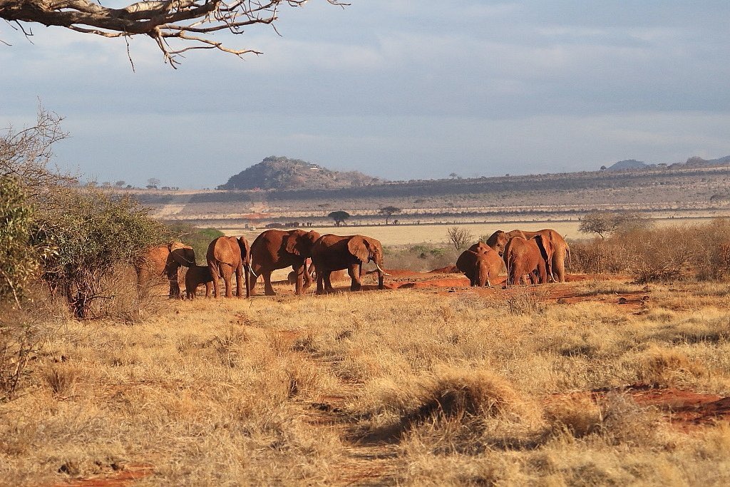 Tsavo East and Tsavo West safari