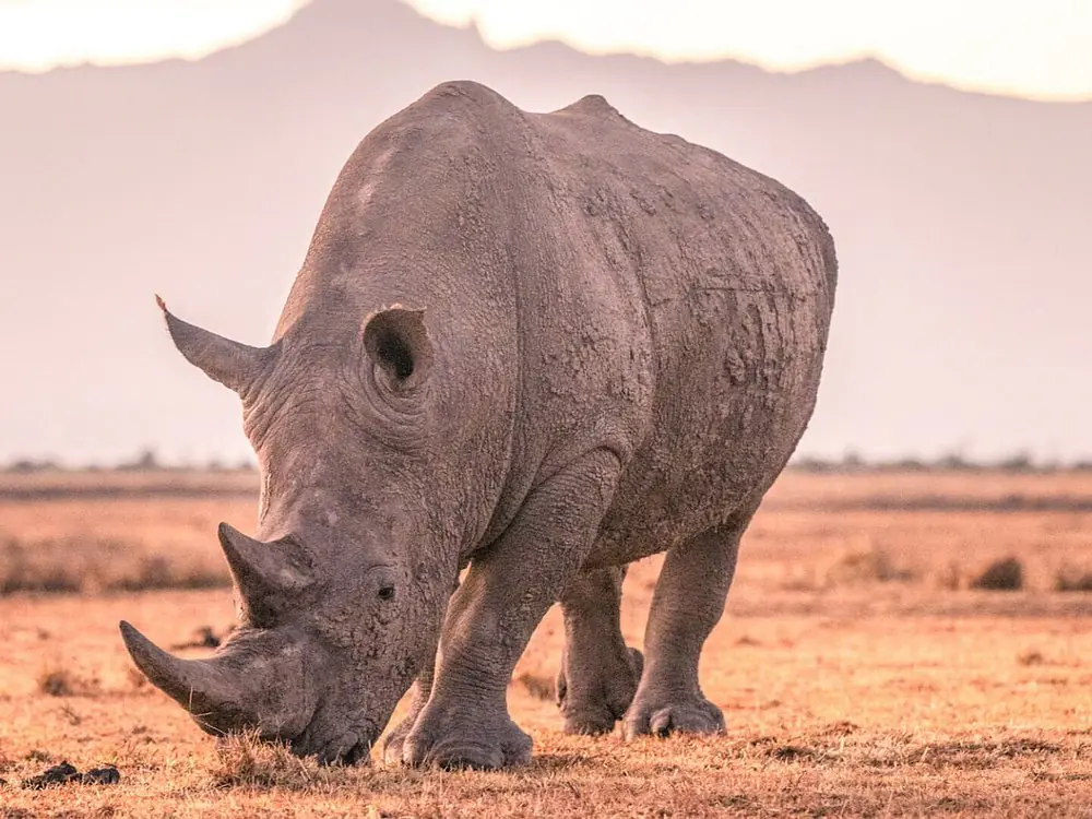 ANNEST KENYA SAFARIS