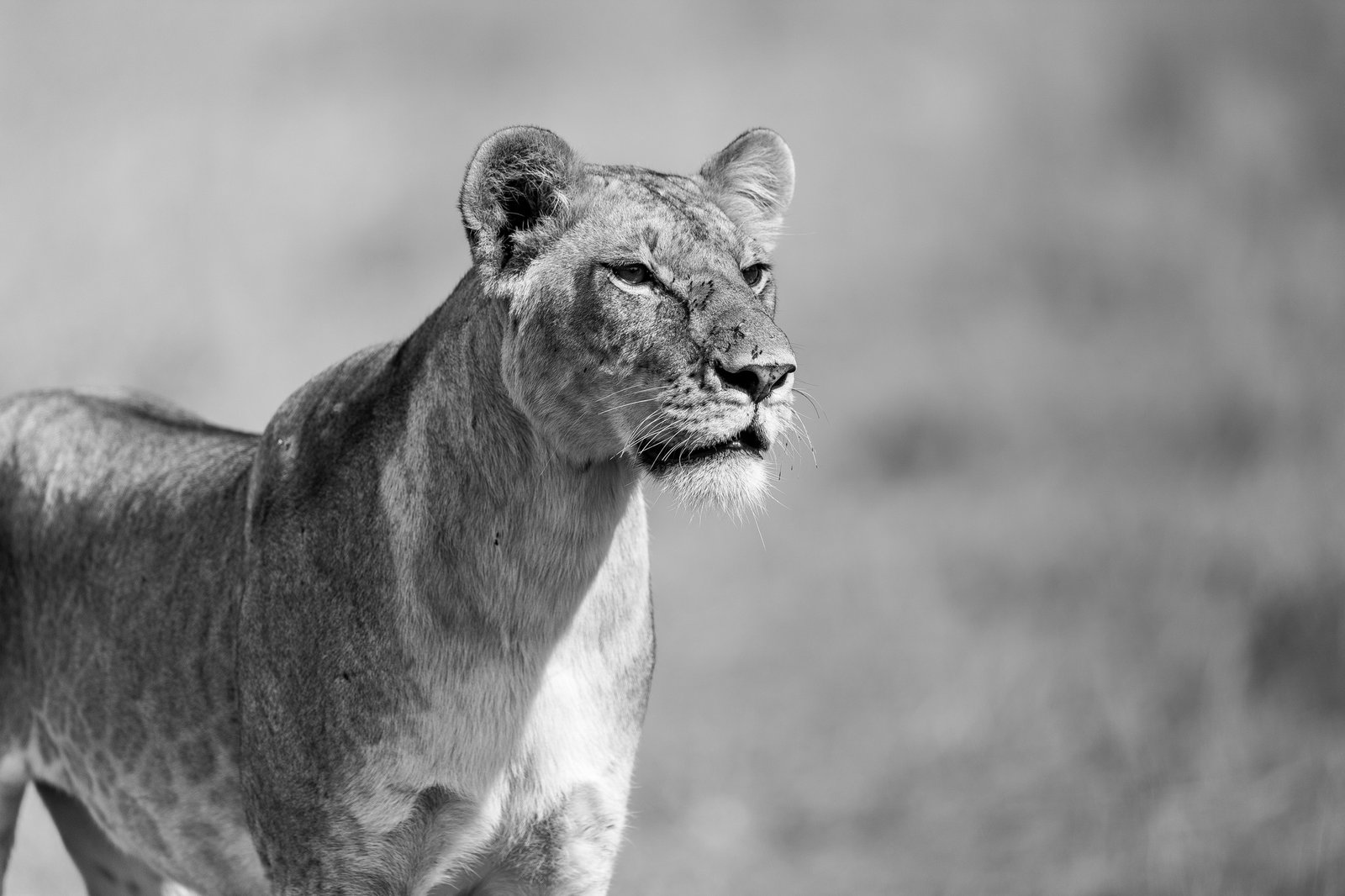 ANNEST KENYA SAFARIS