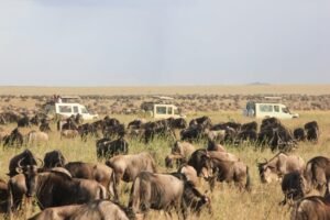 Serengeti-Wildebeest-Migration-Annest -Kenya safaris