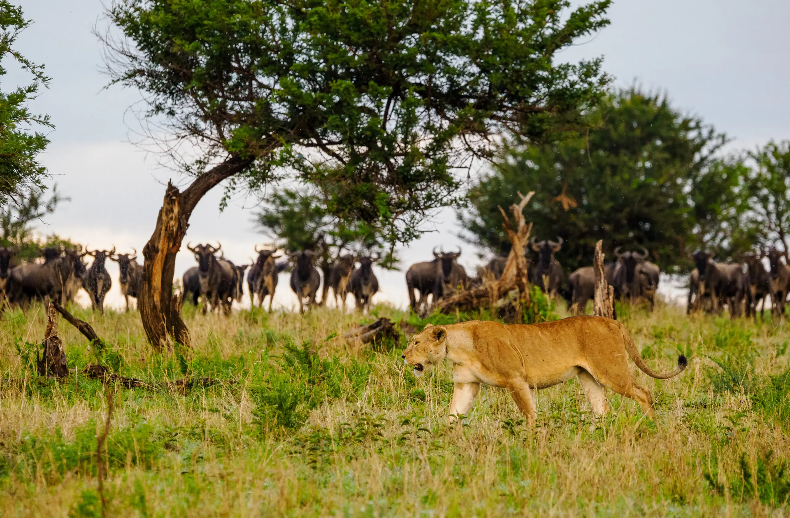 4 Days Serengeti Fly & Drive Safari