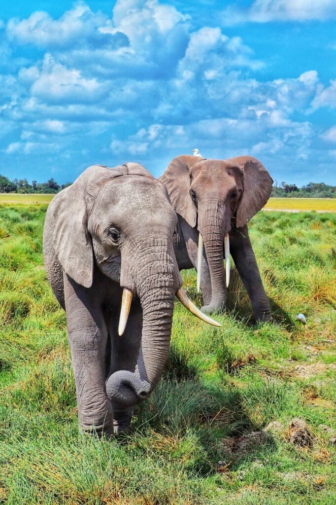 ANNEST KENYA SAFARIS