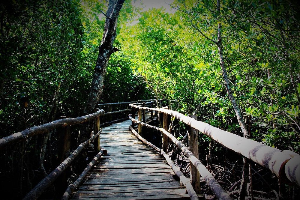 Jozani Forest Tour Zanzibar