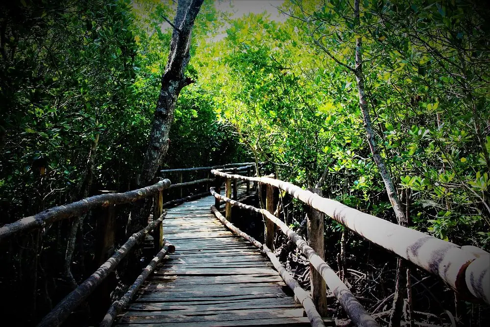 Jozani Forest Tour Zanzibar