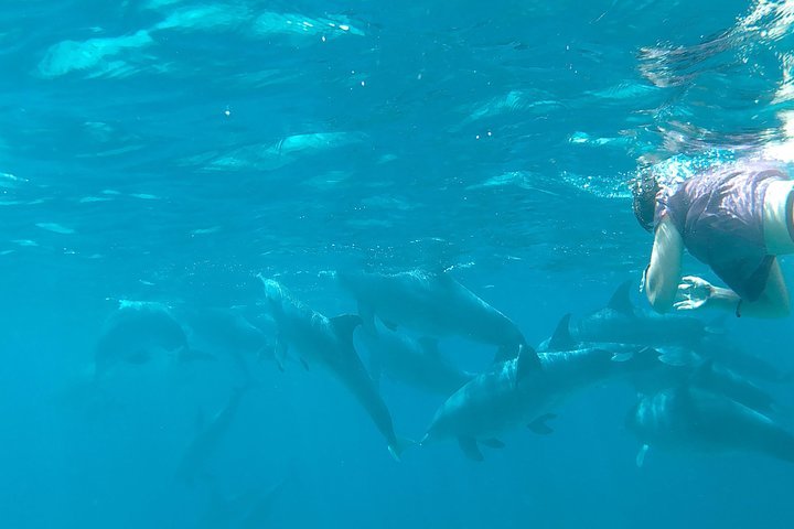 Kizimkazi Dolphin Tour Zanzibar