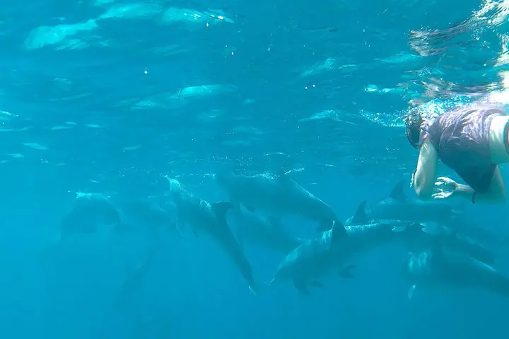 Kizimkazi Dolphin Tour Zanzibar