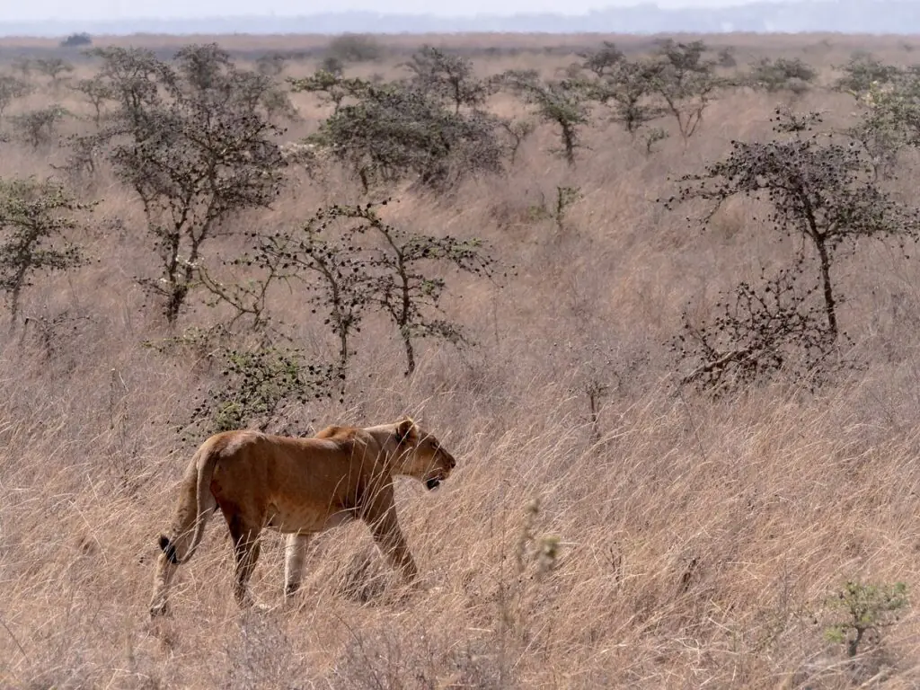 ANNEST KENYA SAFARIS