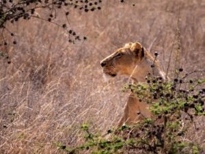 ANNEST KENYA SAFARIS