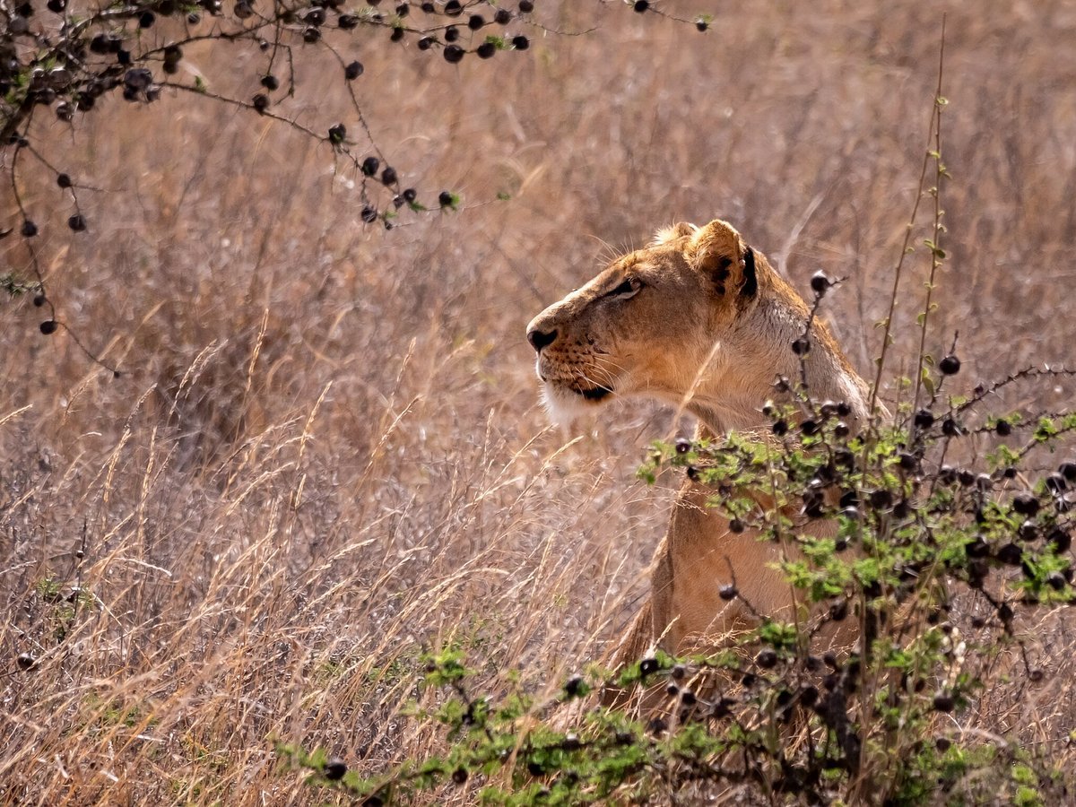 ANNEST KENYA SAFARIS